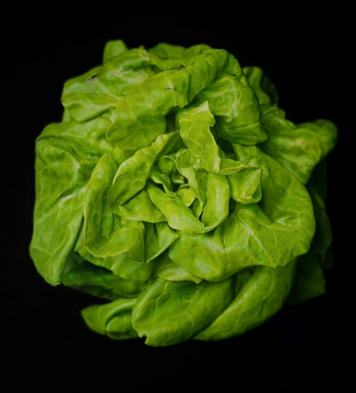 Lettuce Pray - Preorder