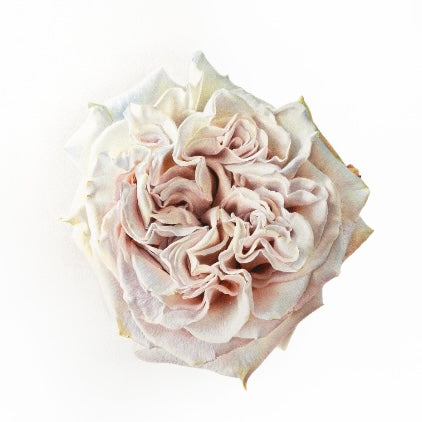 Westminster Abbey Rose Limited Print – Tevin Drake Art