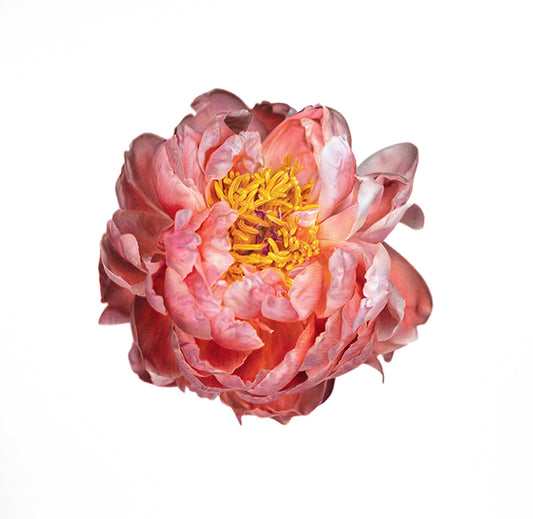 A Peony for Your Thoughts Limited Print