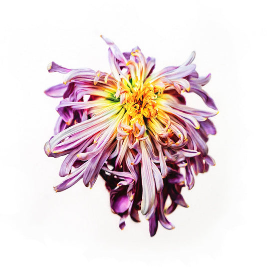 Chrysanthemum Limited Print