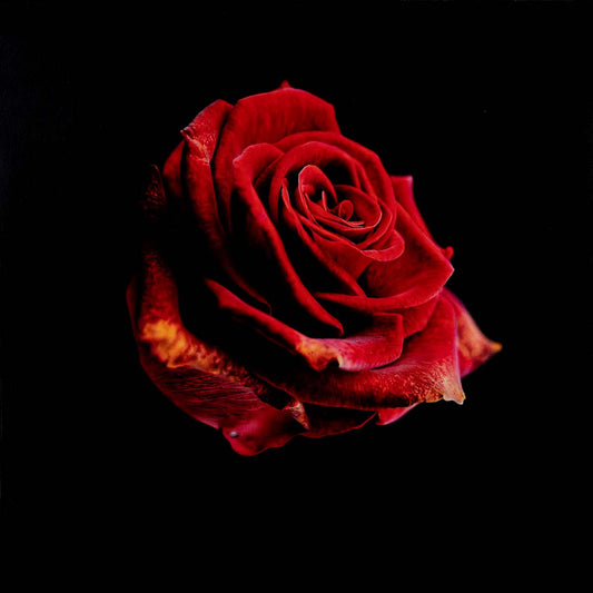 Red Rose Limited Print
