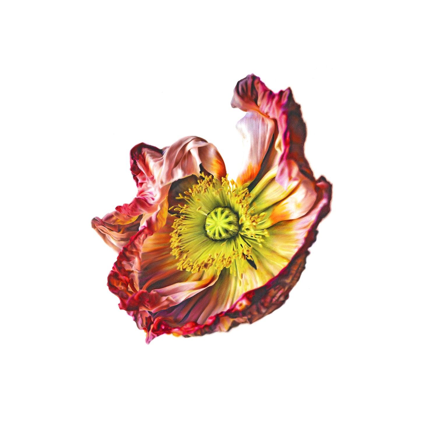 "Unfurled" Limited Print