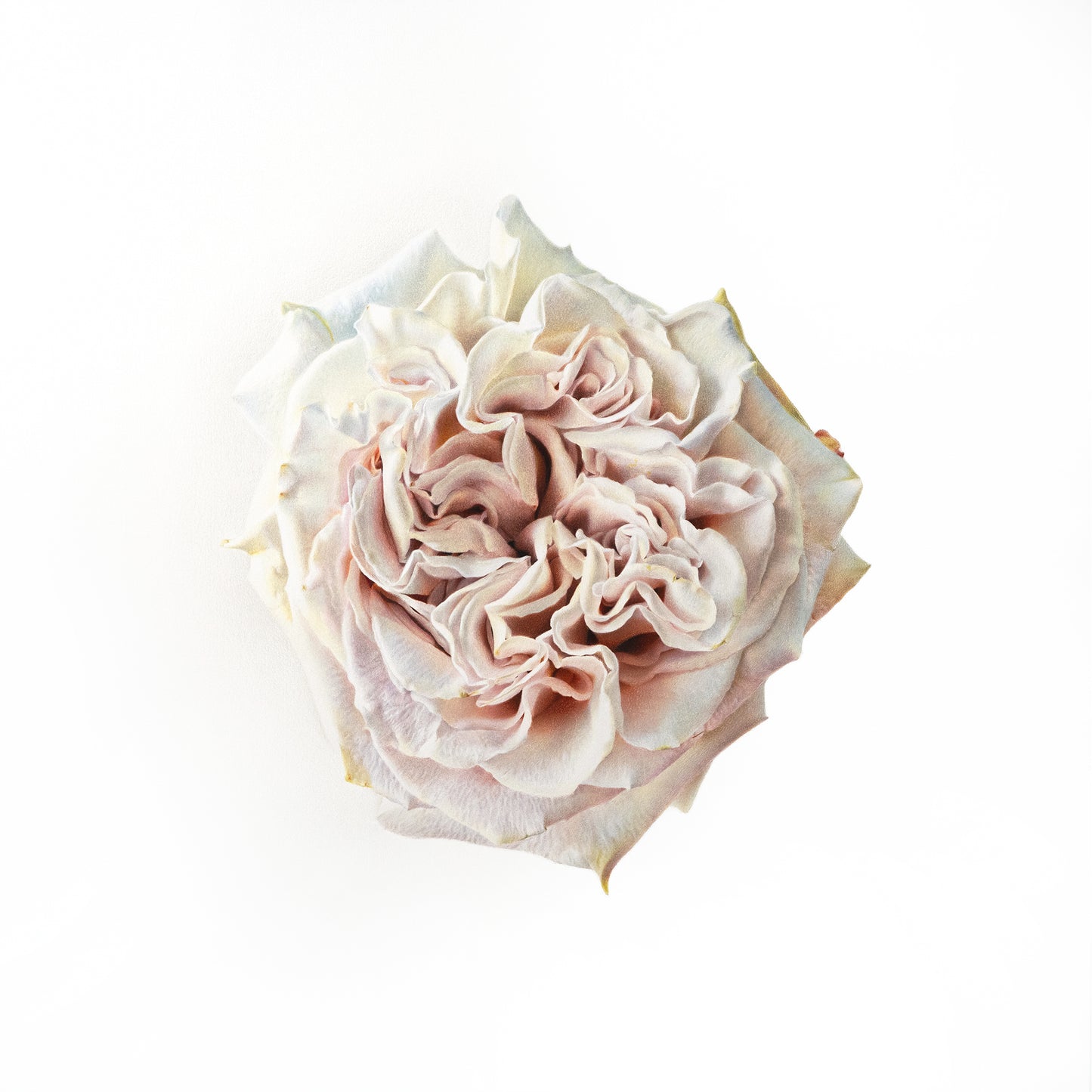Westminster Abbey Rose Limited Print