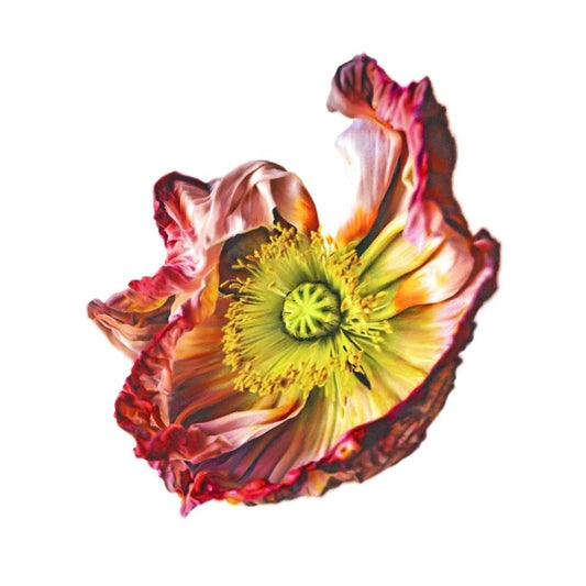 "Unfurled" Limited Print