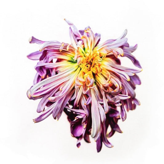 Chrysanthemum Limited Print