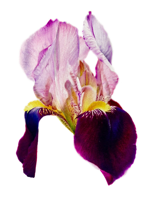 Bearded Iris Print - 8x10