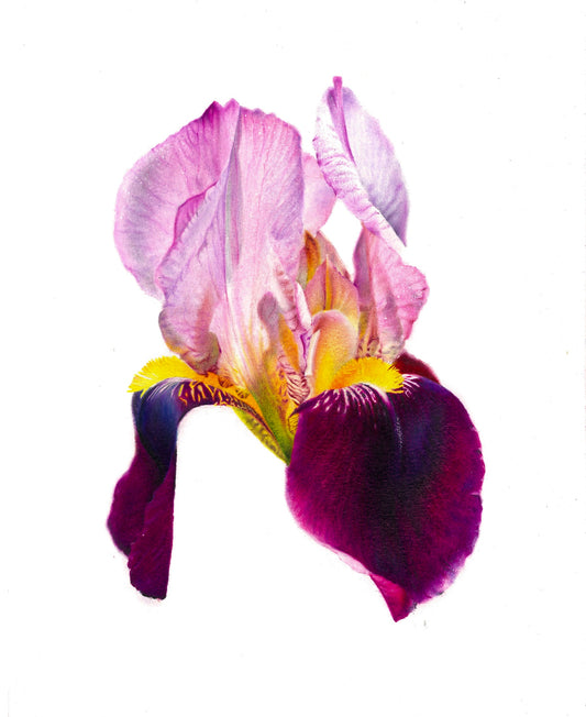 Bearded Iris Original Drawing - 8x10in
